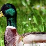 Making the Most of a Lame-Duck Session