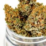 On Medical Pot, Florida Finally Gets It Right