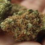 Pot Industry Should Demand Accountability