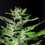 Good Riddance to the Pot Licensing Board