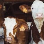 Nunes' Suit Against a Twitter Cow Should Prompt as Much Concern as Laughter.