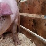 Plan to Loosen Federal Inspection of Pork Is an Outbreak Waiting to Happen