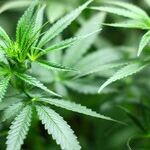 Illinois' Approach to Legalizing Marijuana Strikes the Right Balance