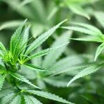 Hickenlooper Should Run Away From Pot
