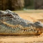 Short Takes on Gator Gawkers and All-Meat Fake Veggies
