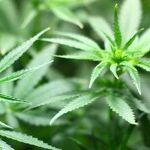 House Committee Lifts the Haze of Hysteria Over Pot, Backing Decriminalization