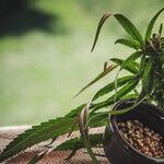 As the CBD Craze Grows, Doctors and FDA Say There's Good Reason for Caution