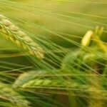 Dicamba Ruling Marks Another Trump Administration Letdown for Farmers