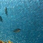 A 'Huge Boost' for Reef Restoration