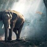 The Elephant in the Room