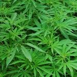 6 Marijuana Legalization Lessons: 3 Recently Approved Plans Show What Politicians Have Learned (or Failed to Learn) Since Colorado Became the First State to Allow Recreational Use