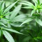 Biden Hedges on His Promise to Free Pot Prisoners: The President Still Has Not Caught Up With Most Americans on Marijuana Policy