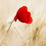 This Year, a Mother's Day Marked by Love -- and Loss