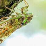 This Should Bug You More Than Cicadas