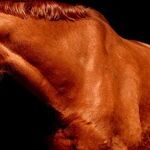 Passing up Approved Coronavirus Vaccine for Horse Dewormer Is, Simply, Nuts