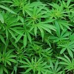 Don't Let Pot Peddlers Trump Colorado's Kids