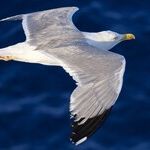 Finally, the Truth Comes Out About Birds -- And Wacky Conspiracy Movements