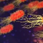 GOP's Dangerous Stand on Coronavirus Vaccine Mandates Is Spreading