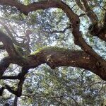 Long-overdue Federal Anti-lynching Law Finally Appears Headed for Passage