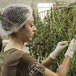 Countering Big Marijuana's Big Bucks