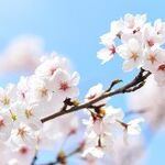 Japan Assassination Is the Exception That Proves the Rule: Gun Restrictions Work.