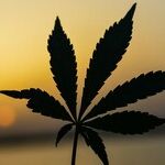 With Increasing Normalization of Marijuana, Pot-Lounge Proposal Makes Sense