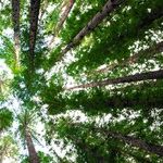 Pelosi's $14-Million Tree Travesty