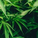 Curbing Colorado's Pot-Impaired Drivers