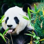Giant Pandas Make It All Better -- For A While
