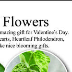 Heart-Shaped Plants for Valentine's Day