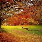 Fall Frolic