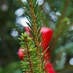 Holiday Decor