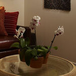 Intimate Spaces