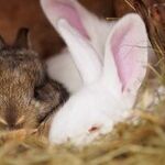 Bunny Tales for Easter and Every Day