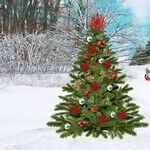 Lighthearted, Refreshing Holiday Books