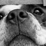 Dog Tales for Tough Times
