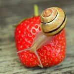 Love for Underappreciated Creatures
