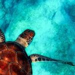 Get to Know Your Oceans