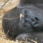A Gorilla 'Tragedy'
