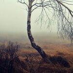 Undrained Swamp
