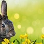 Playboy Comes to D.C.