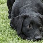 Summertime Is Puppy Time