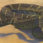 In Defense of Rattlesnakes
