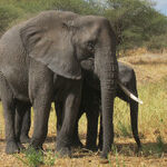 Rescuing Elephants, at Last