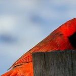 This Cardinals Fan Says: Go, Cubs, Go