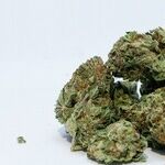 Jeff Sessions Gives a Boost to Legalization of Pot