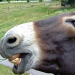 Will the Democrats Blow It in 2020?