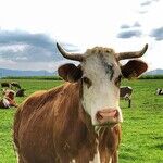 The Losing Fight Against Fake Meat