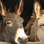 The Many Flaws of the Democratic Candidates