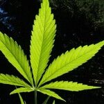 Legal Pots Meets the Not-in-My-Backyard Crowd